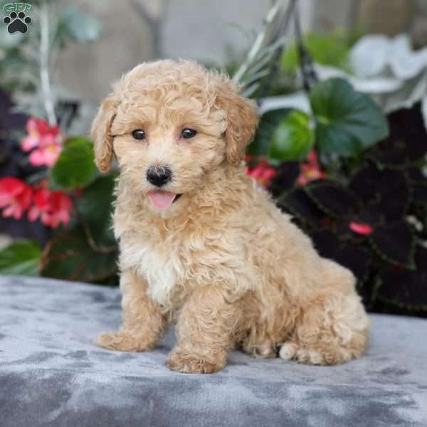 Chief, Bich-Poo Puppy